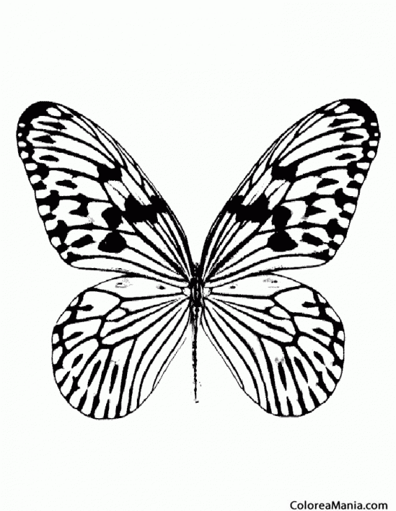 Colorear Mariposa monarca