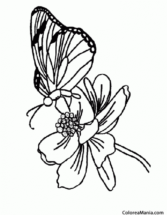 Colorear Mariposa fabiola