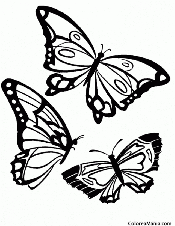 Colorear Tres Mariposa