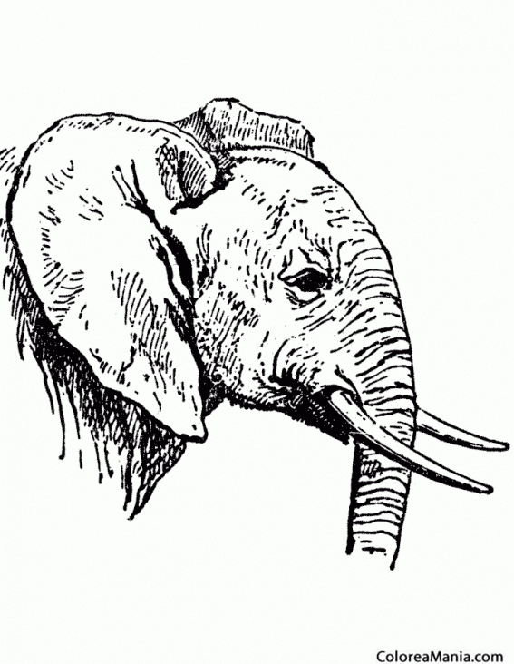 Colorear Cabeza Elefante de perfil, dibujo realista