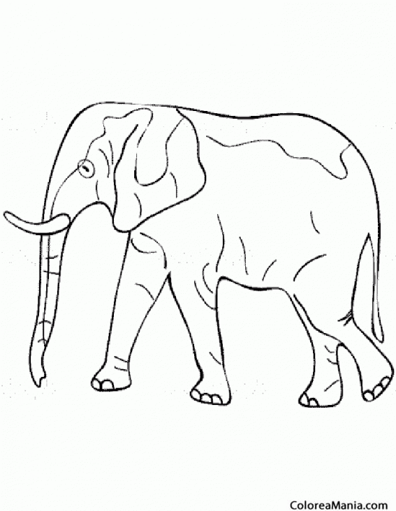 Colorear Elefante lineal