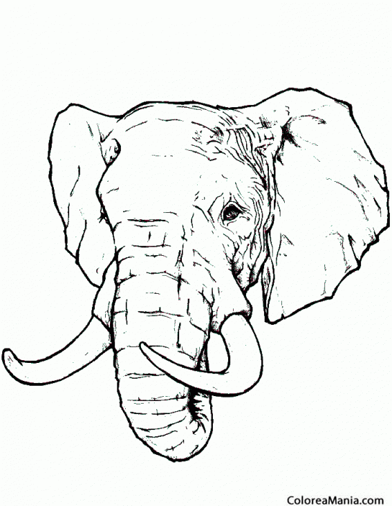 Colorear Cabeza de Elefante, realista