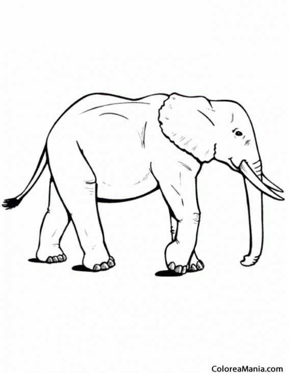Colorear Elefante de la sabana