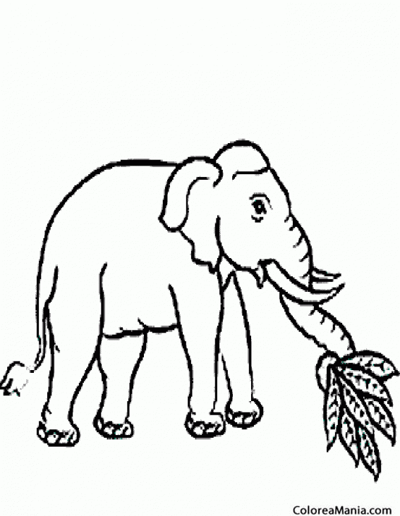 Colorear Elefante comiendo plantas
