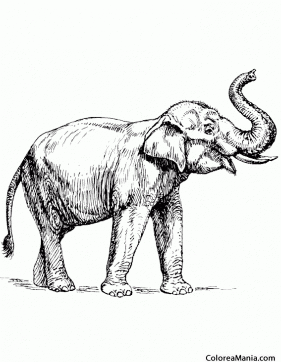 Colorear Elefante, dibujo realista