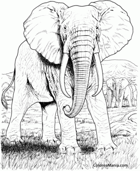 Colorear Elefantes Africanos, dibujo realista