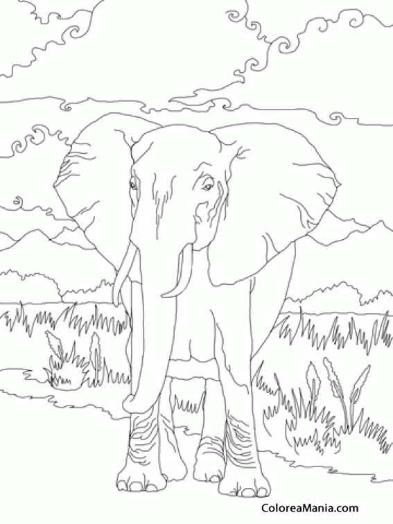 Colorear Majestuoso Elefante Africano  
