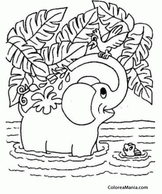 Colorear Elefante, bao en el ro