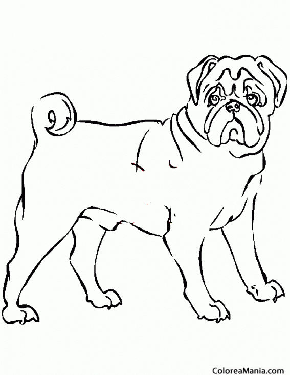 Colorear Perro Bulldog