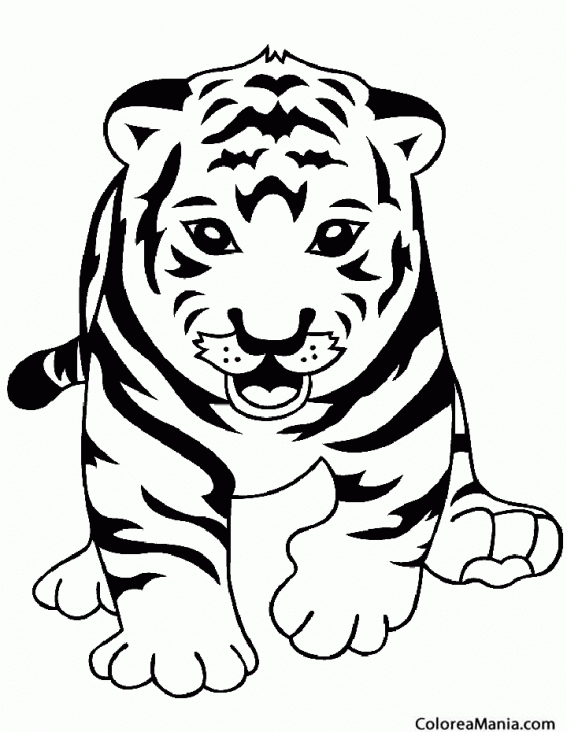 Colorear Tigre de frente
