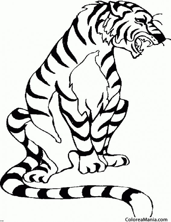 Colorear Tigre rugiendo