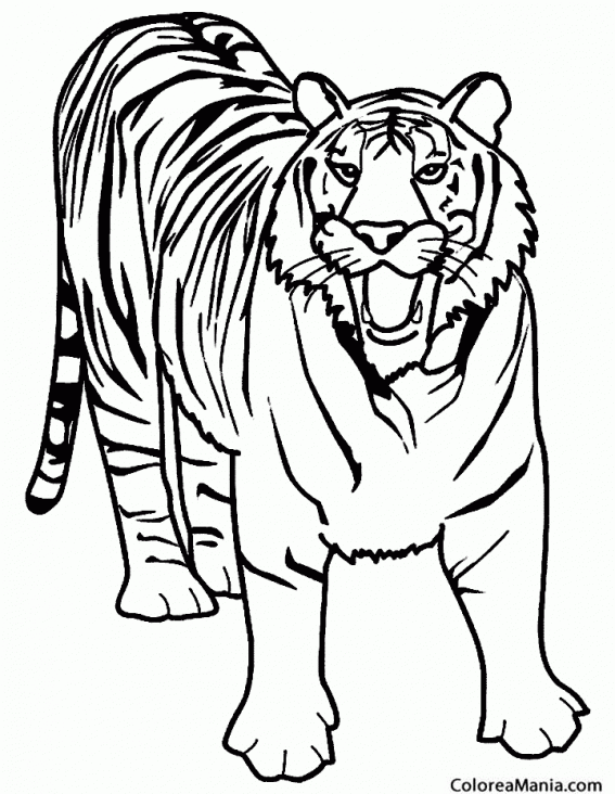 Colorear Tigre furioso