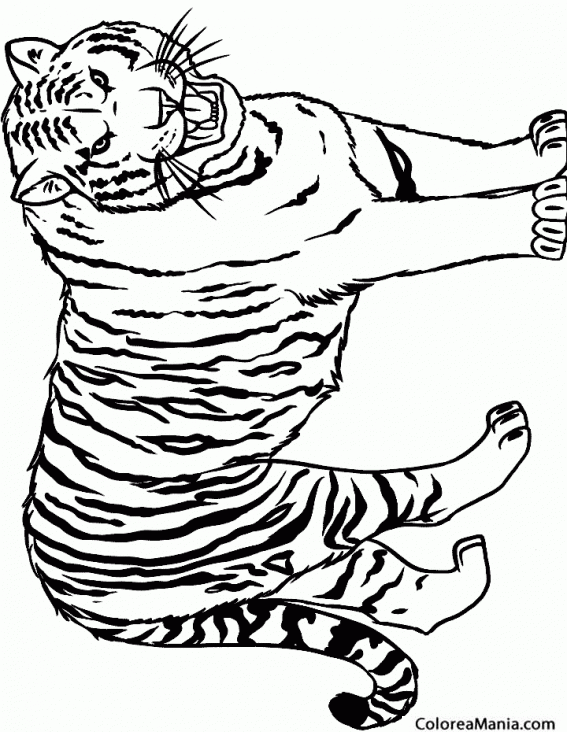 Colorear Tigre rugiendo 2