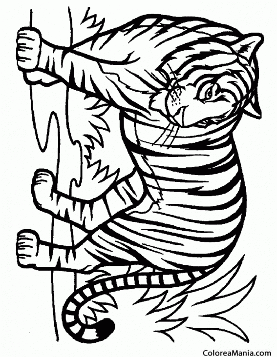 Colorear Tigre salvaje
