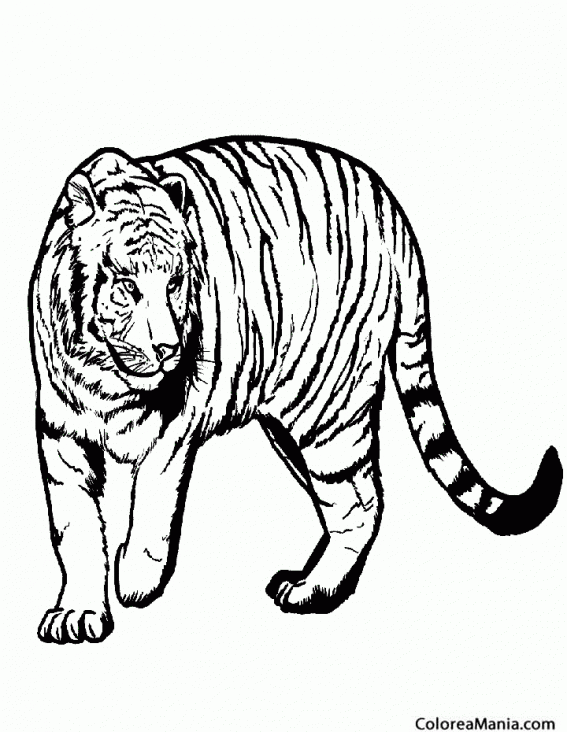 Colorear Tigre de Bengala observador