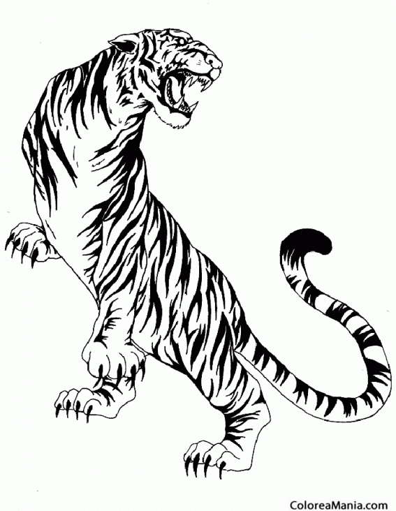 Colorear Tigre furioso 2