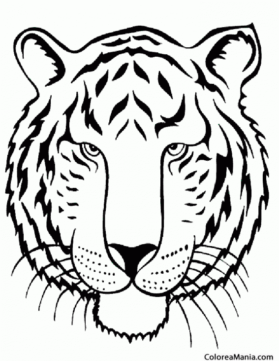 Colorear Tigre, detalles cabeza