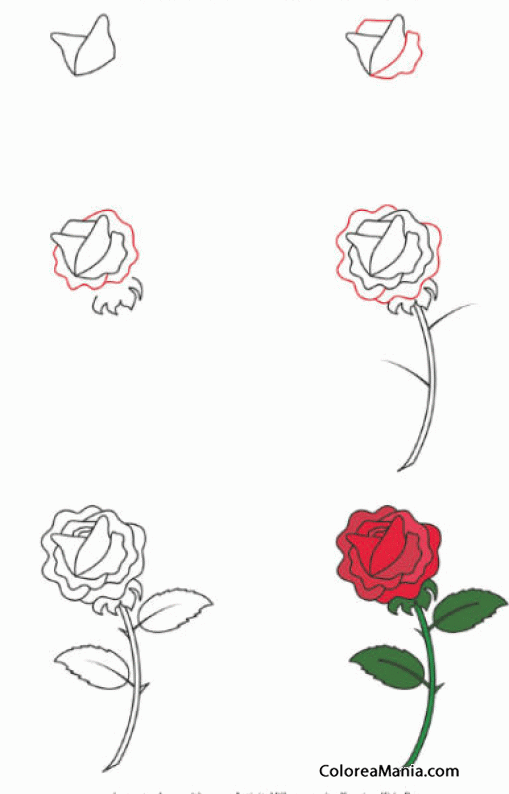Colorear Como dibujar una Rosa