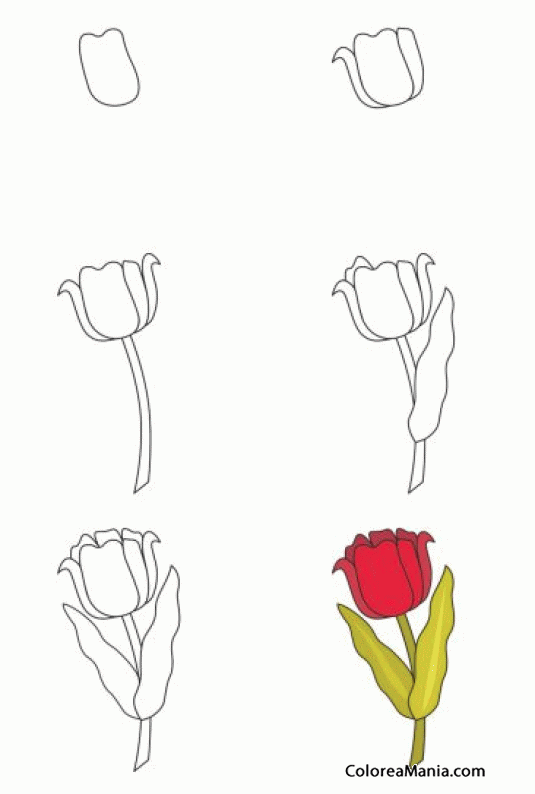 Colorear Como dibujar un tulipn