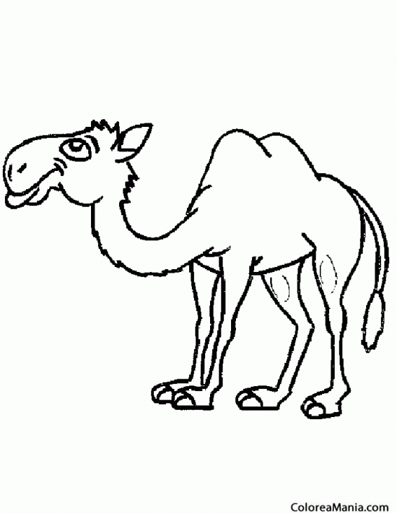 Colorear Camello de desierto