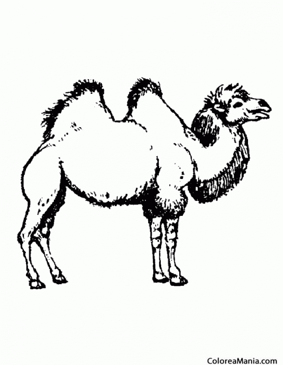 Colorear Camello del desierto