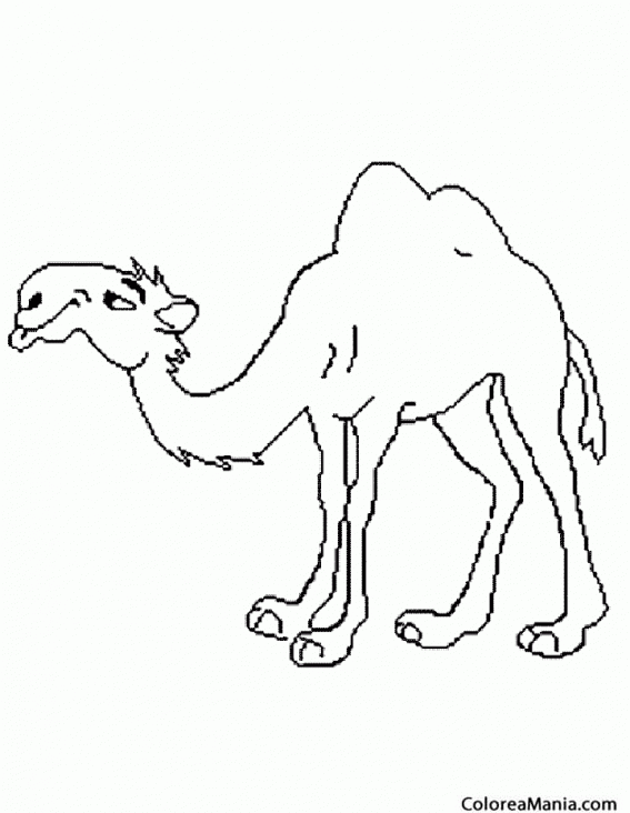 Colorear Camello cansado