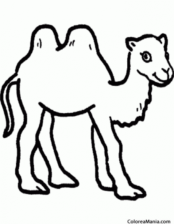 Colorear Camello. Camel. Silueta