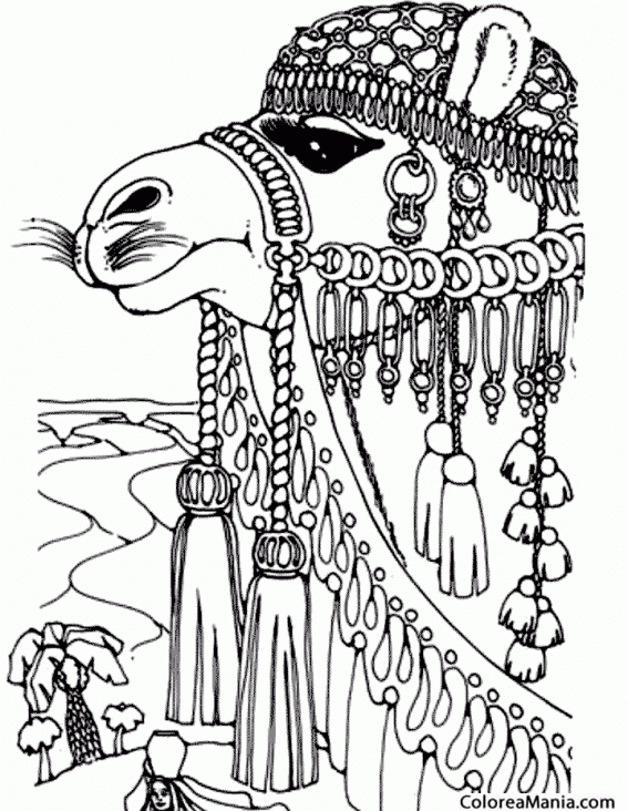 Colorear Cabeza de Camello 2