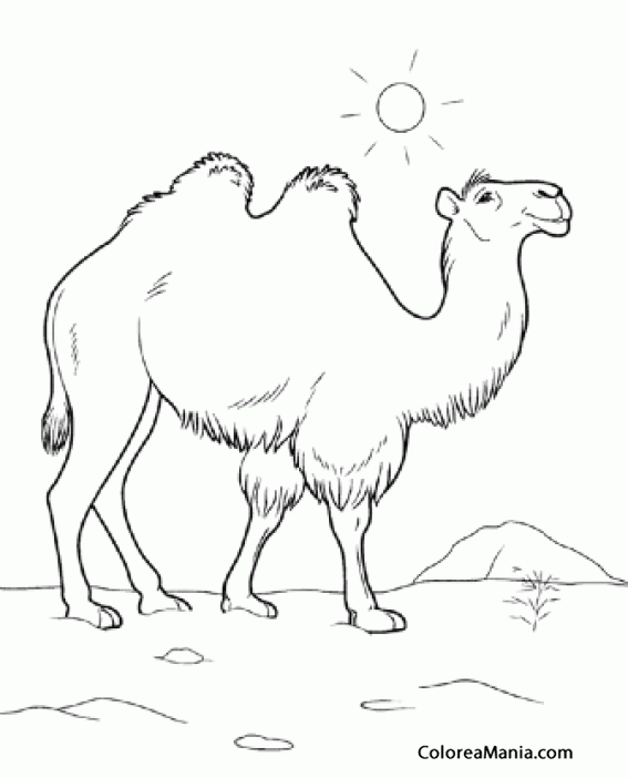 Colorear Camello bajo el sol