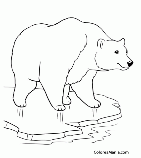 Colorear Oso polar en un cacho hielo