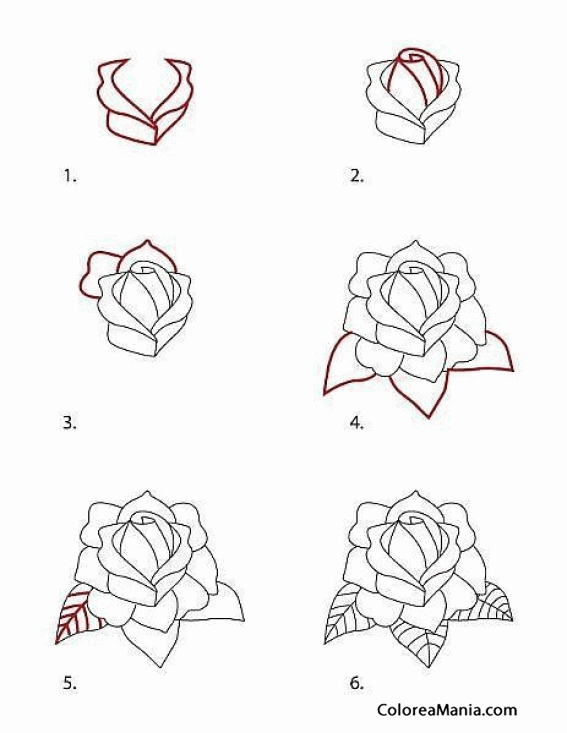 Colorear Dibujar una rosa sin tallo