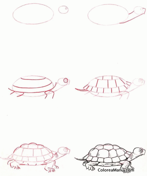 Colorear Dibujar tortuga de tierra