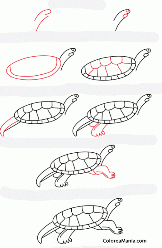 Colorear COmo dibujar la tortuga Mary River