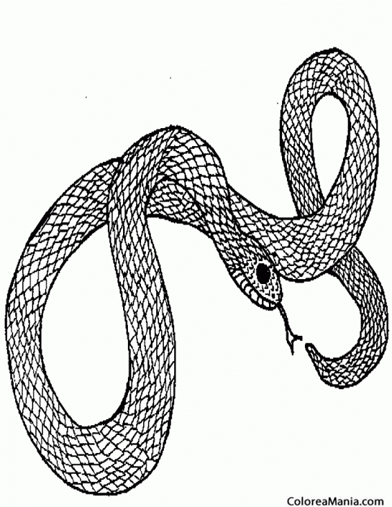 Colorear Serpiente de rata negra