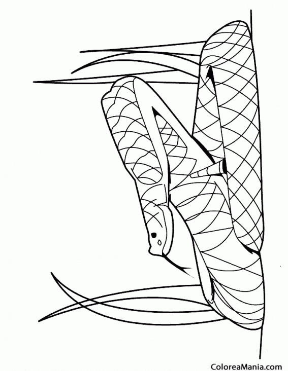Colorear Serpiente Cascabel enrrollada