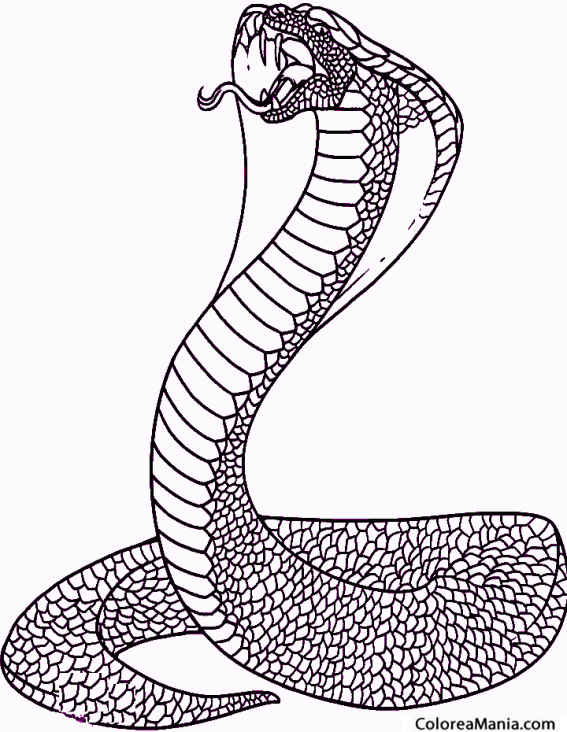 Colorear Serpiente Cobra 2