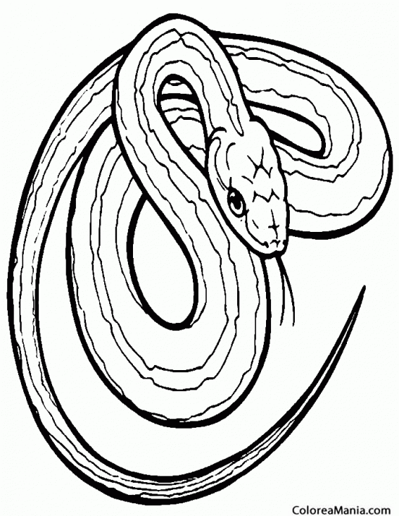 Colorear Serpiente de hocico largo