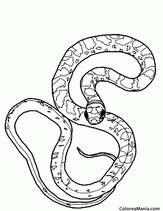 Colorear Serpiente boa arborcola