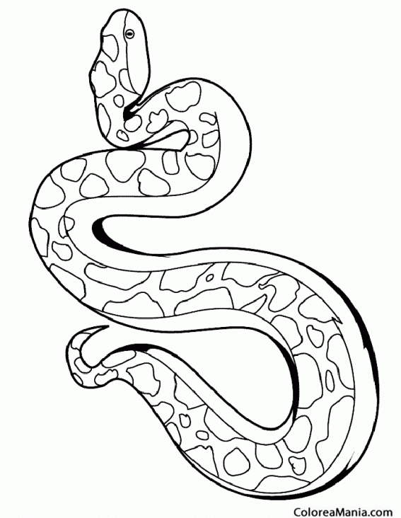 Colorear Serpiente Toro