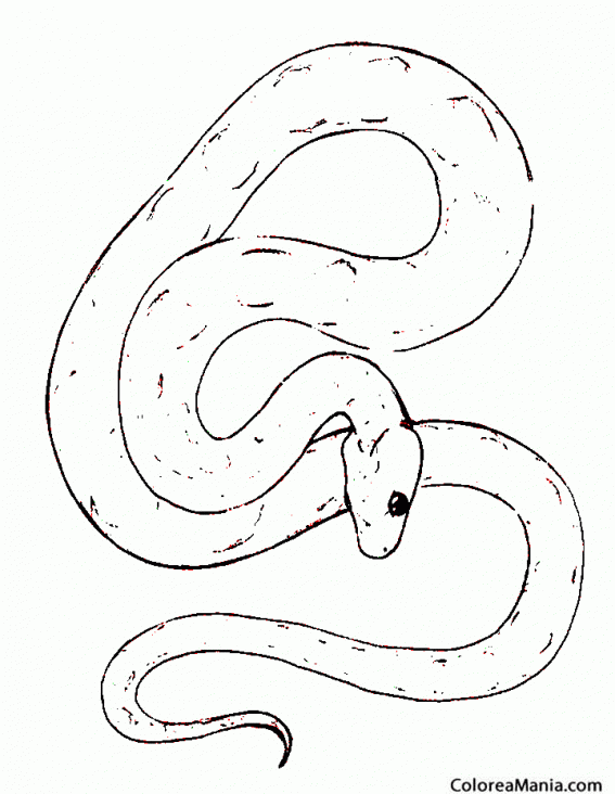 Colorear Serpiente Culebra
