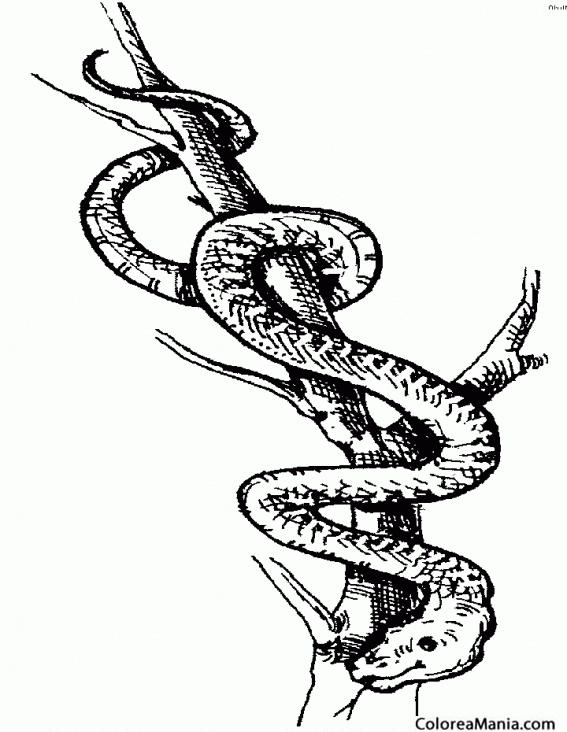 Colorear Serpiente en rama