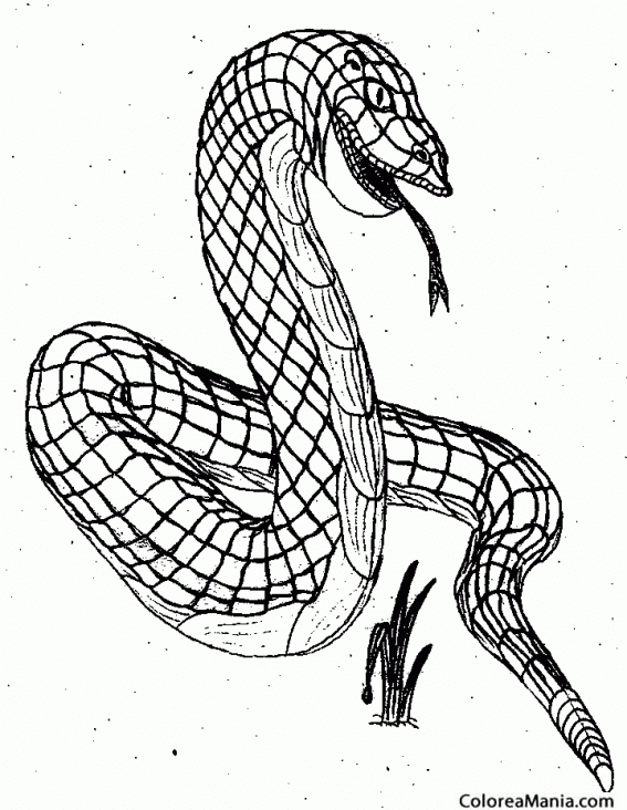 Colorear Serpiente Reticulada