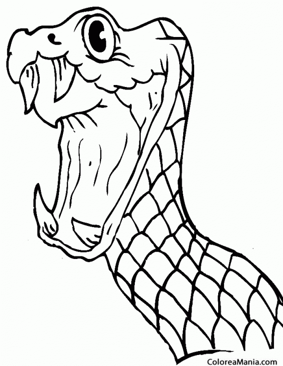 Colorear Cabeza de Serpiente (Reptiles), dibujo para colorear gratis Colorear Cabeza de Serpiente (Reptiles), dibujo para colorear gratis