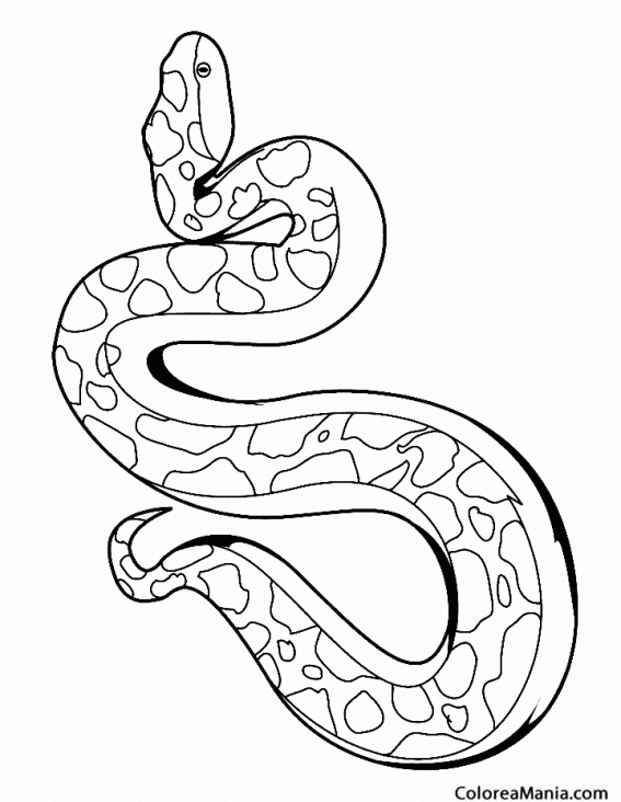 Colorear Serpiente de Hocico de Cerdo Oriental