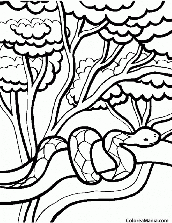 Colorear Serpiente en árbol (Reptiles), dibujo para colorear gratis Colorear Serpiente en árbol (Reptiles), dibujo para colorear gratis