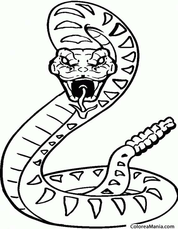 Colorear Serpiente de Hocico Largo 2