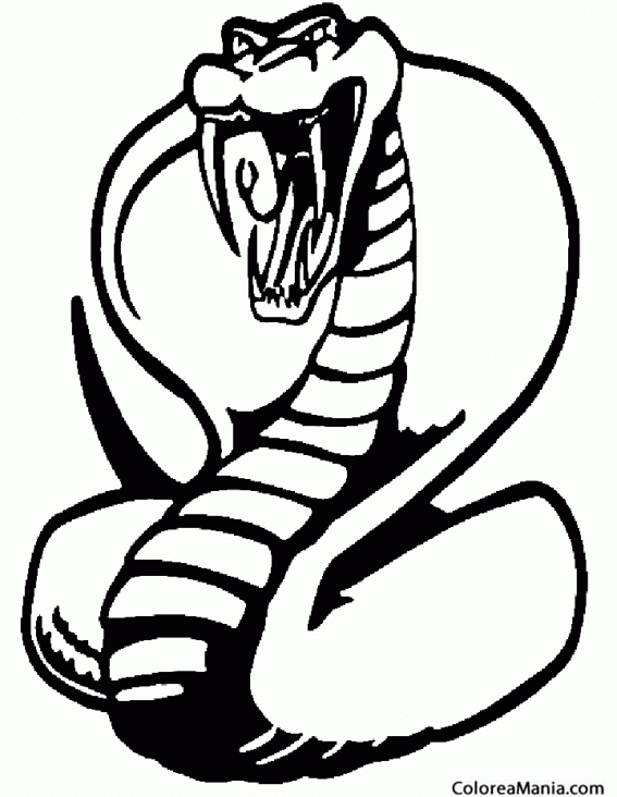 Colorear Serpiente culebra 2