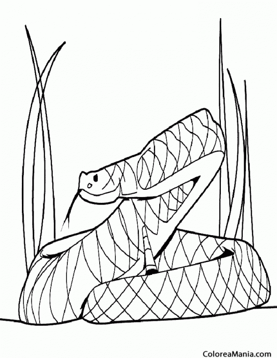 Colorear Serpiente Boa de Hait