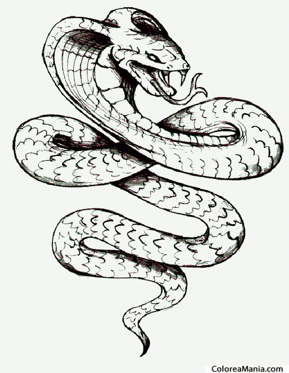 Colorear Serpiente Cobra Real 2 (Reptiles), dibujo para colorear gratis