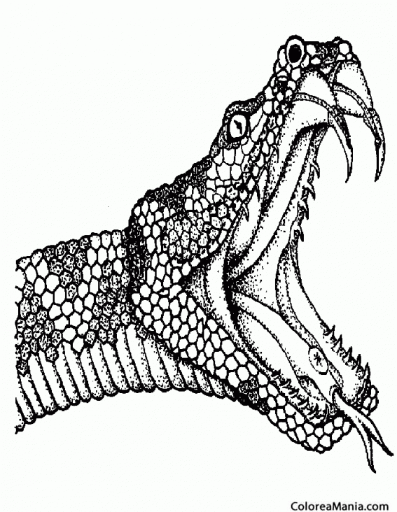 Colorear Cabeza Serpiente, tatuajes (Reptiles), dibujo para colorear gratis Colorear Cabeza Serpiente, tatuajes (Reptiles), dibujo para colorear gratis